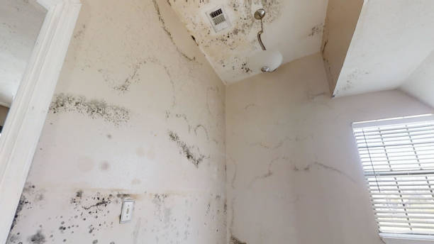 Best Forensic Mold Investigation  in Klamath Falls, OR