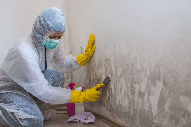 Best Basement Mold Removal  in Klamath Falls, OR