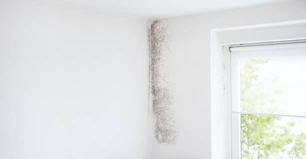 Mold Remediation for Rental Properties in Klamath Falls, OR
