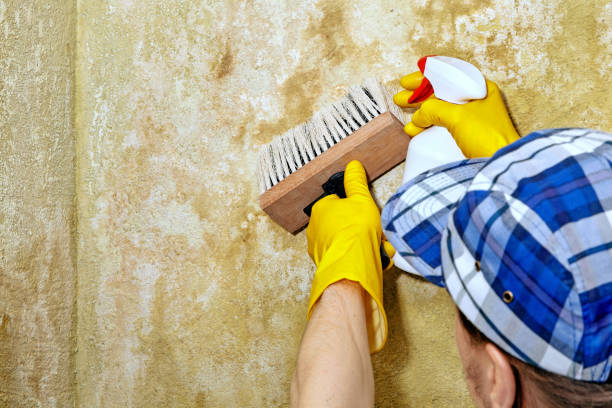 Klamath Falls, OR Mold Removal Company
