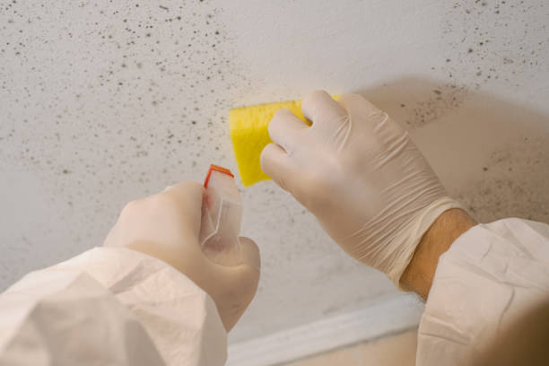 Best Emergency Mold Remediation  in Klamath Falls, OR