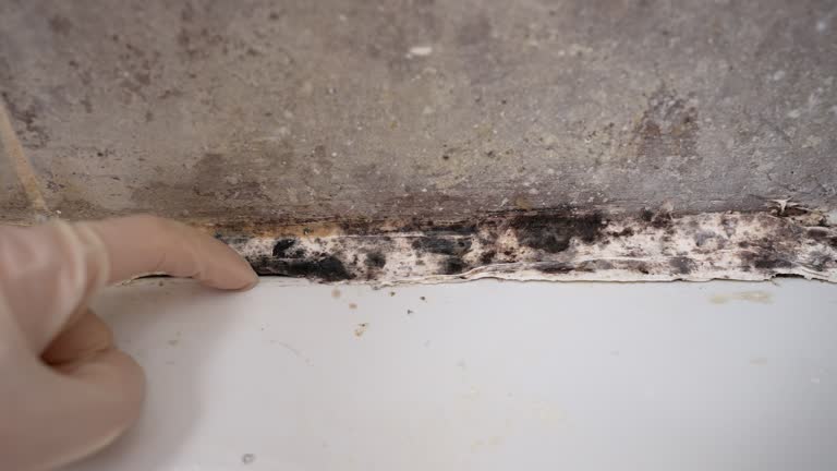 Best Commercial Mold Inspection  in Klamath Falls, OR